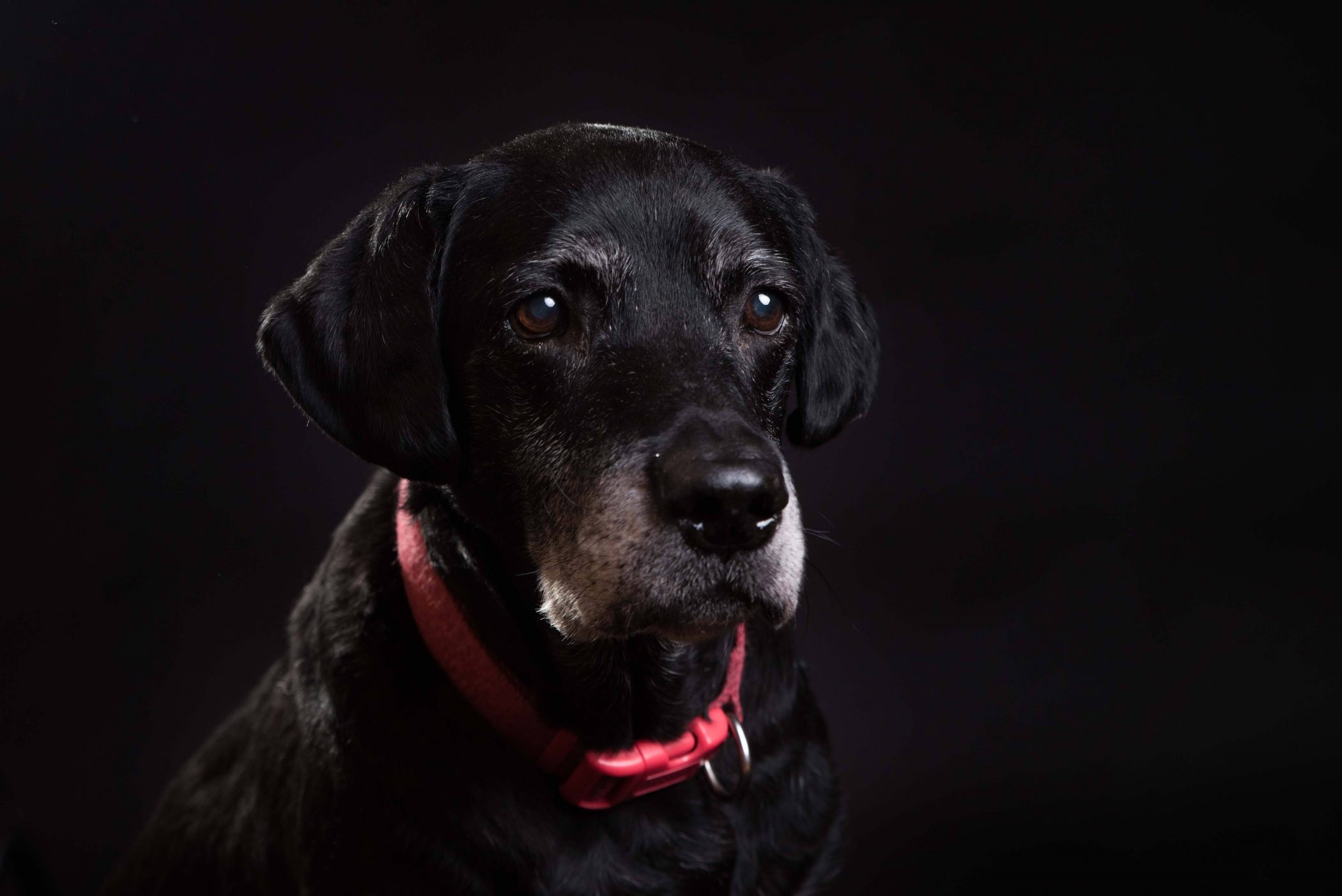 Black labrador pet portrait by Spalding pet photographer