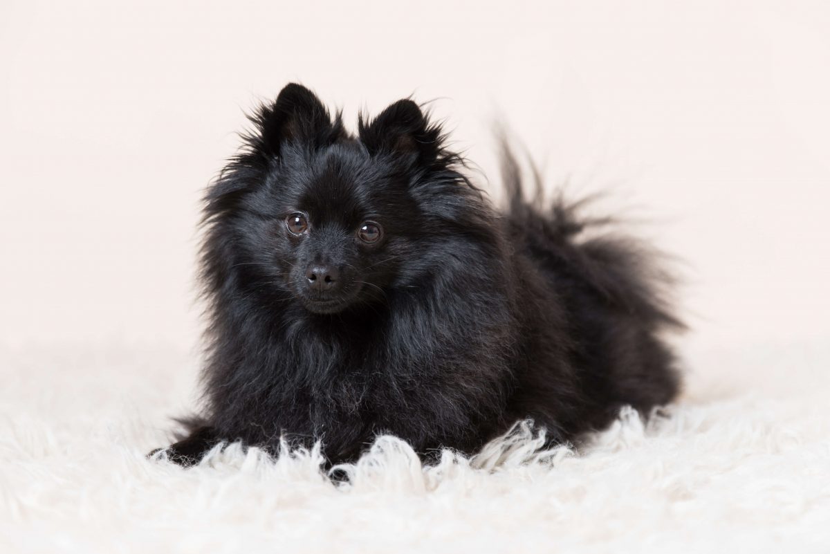 Slice of Life Photography - Sweet portrait of a dog by Slice of Life Photography, Pet Photographer Spalding