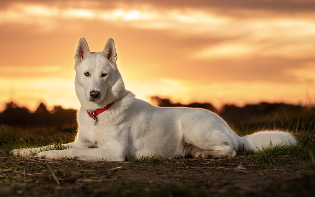 10 Great photography tips