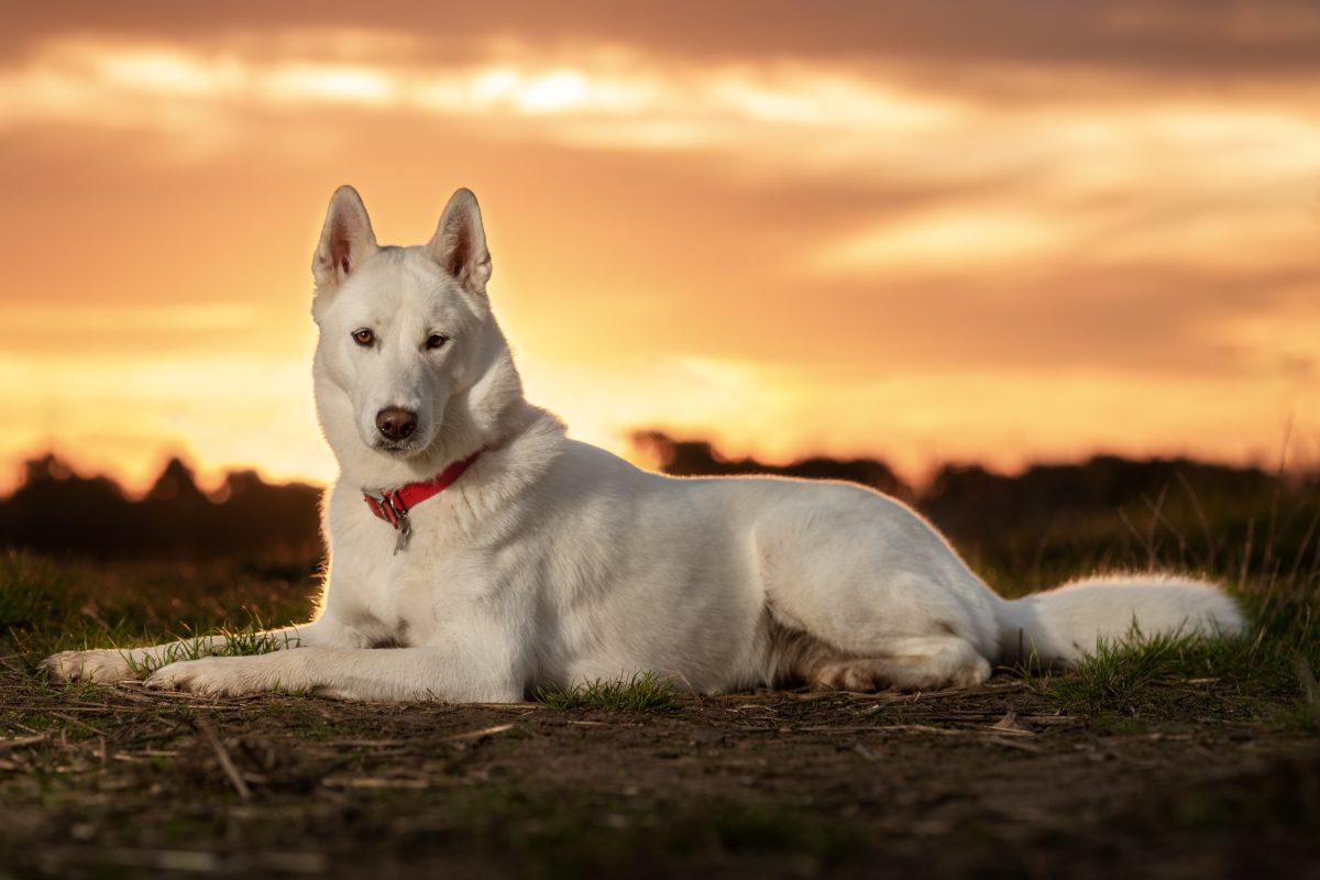 use Beginners photography masterclass by Slice of Life Photography - Photo of white dog at sunr