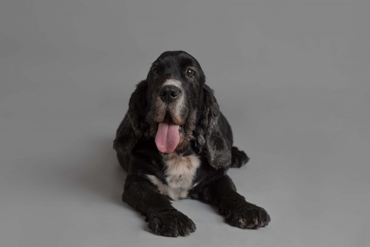 Black and white Spaniel Dog Portrait by Spalding Pet photographer