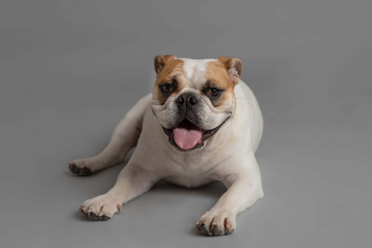 Dog Portrait by Spalding Pet photographer