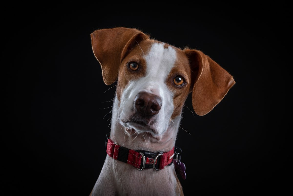 Dog Portrait by Spalding Pet photographer
