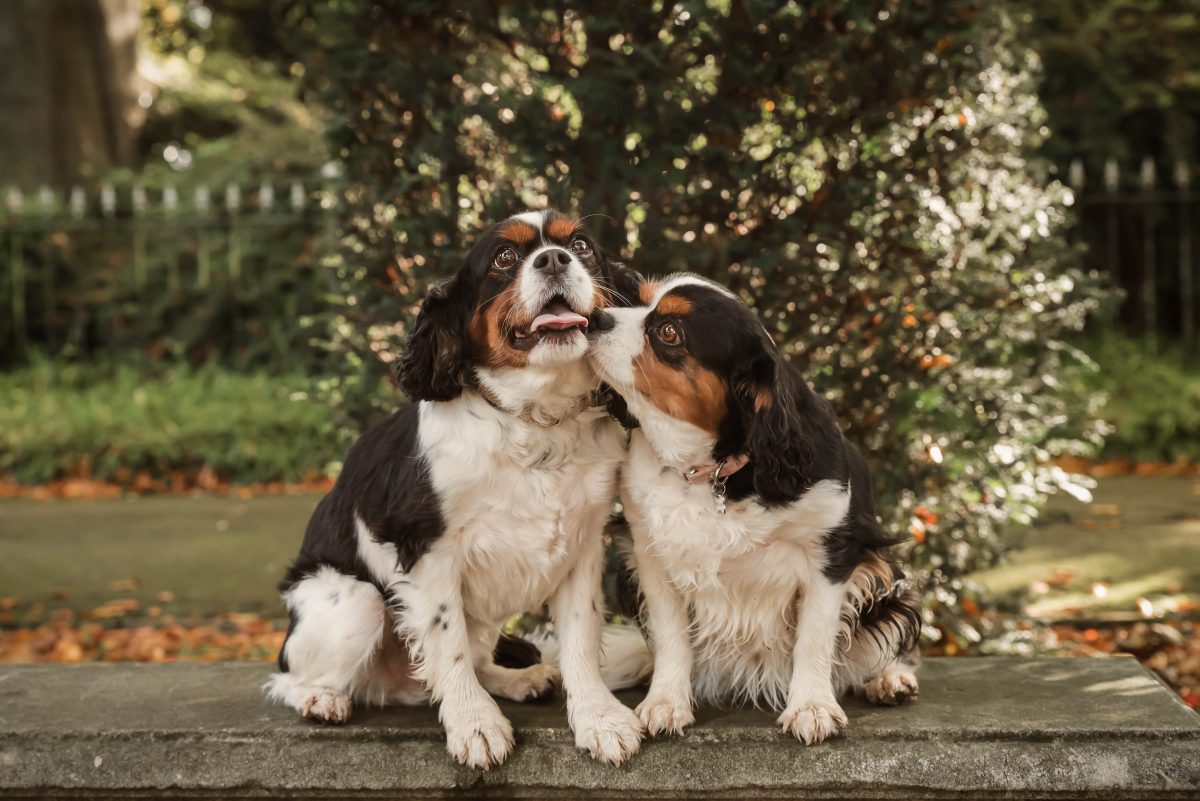 pet photoshoot by Lincolnshire pet photographer