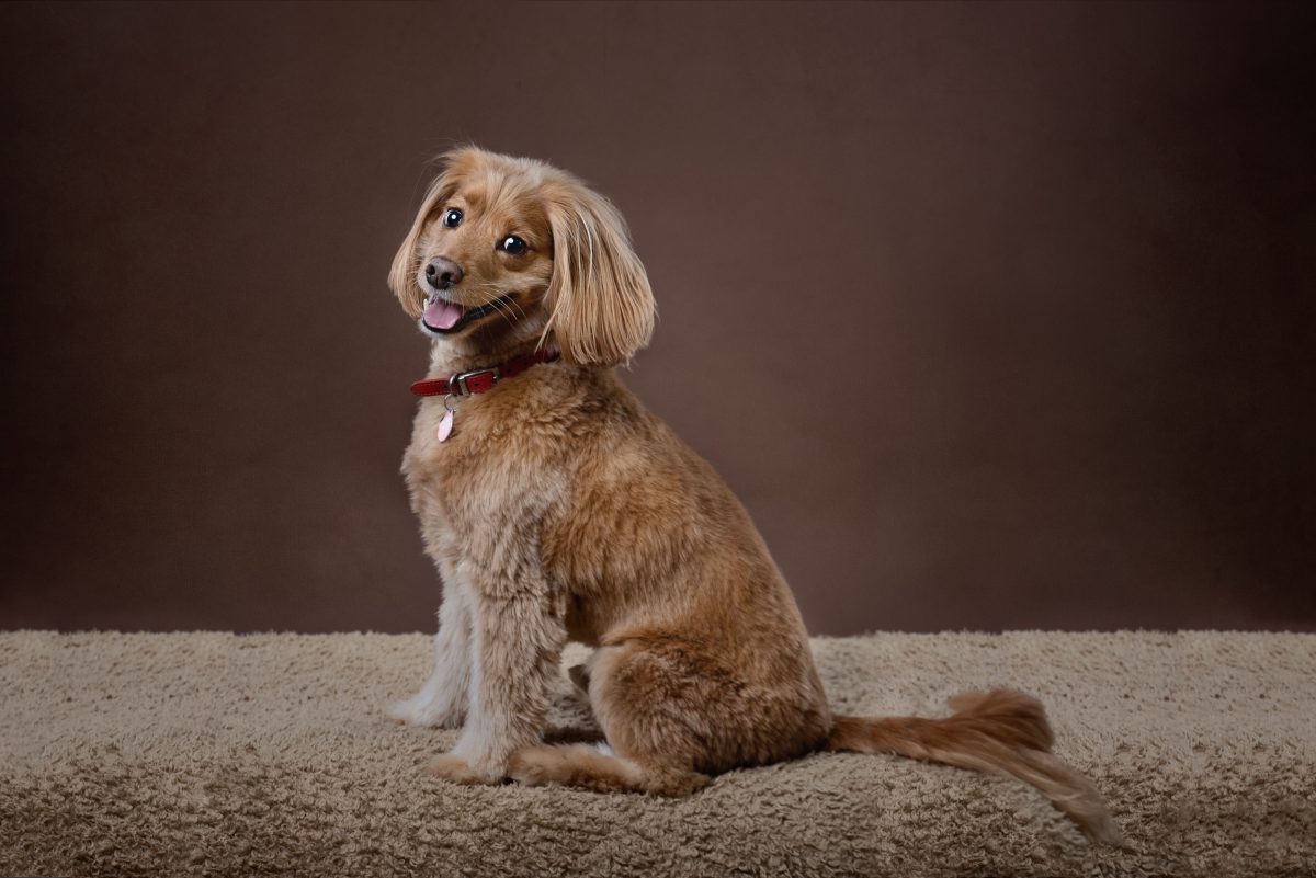 Dog Portrait by Lincolnshire Pet photographer