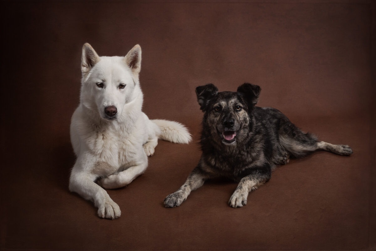 dog portraits Spalding photography studio