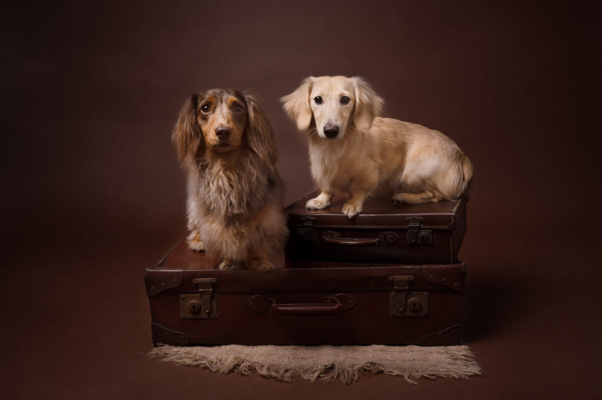 Dog photoshoot