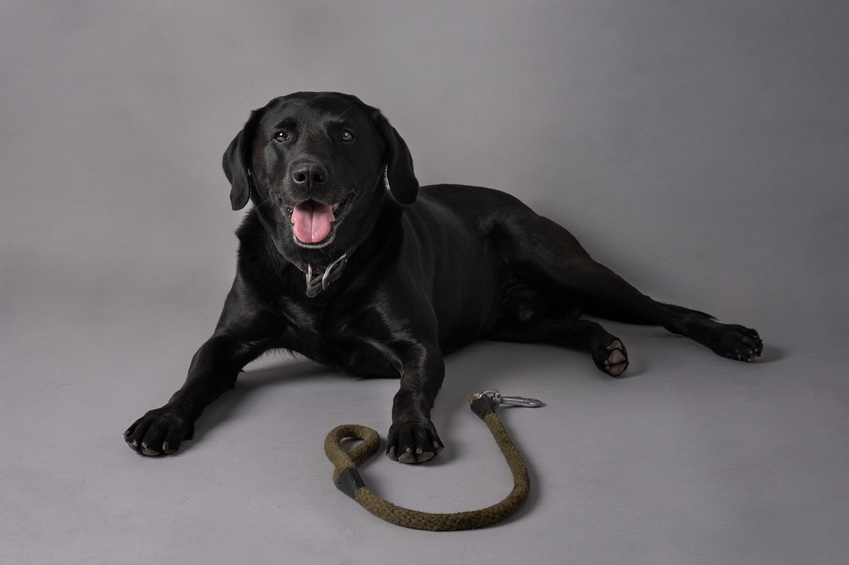 Pet Photography Peterborough 