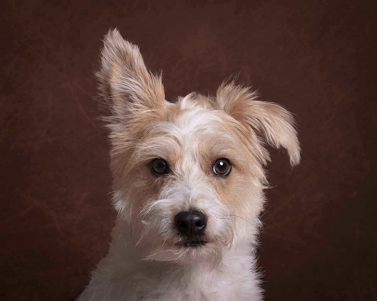 Pet Photoshoot Peterborough